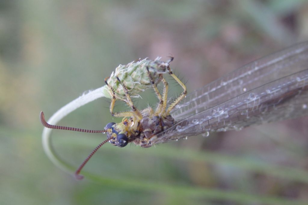 Dalla Grecia: Myrmeleontidae Myrmeleontinae sp.